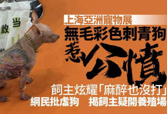 上海宠物展彩色刺青狗惹公愤 主人还炫耀没打麻醉