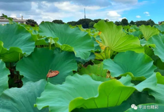 赴日旅行日记（八）游动物园