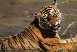 传奇虎王骨癌去世 死前5天皮包骨还能猎杀巨鳄 太猛了