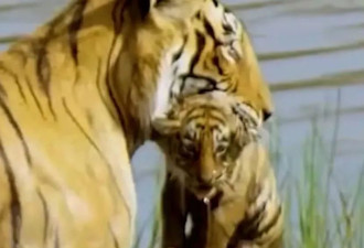 传奇虎王骨癌去世 死前5天皮包骨还能猎杀巨鳄 太猛了