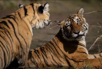 传奇虎王骨癌去世 死前5天皮包骨还能猎杀巨鳄 太猛了