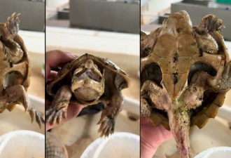 乌龟被主人遗忘箱底 饿了一年 变这样了…