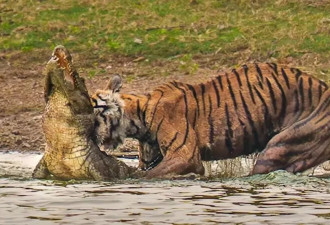 传奇虎王骨癌去世 死前皮包骨还猎杀巨鳄 太猛了