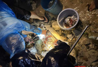 台风刮来免费海鲜 三亚市民一小时捡了一桶