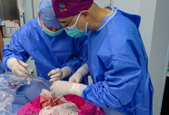 中国科学家完成全球首例猪肺移植到人体手术