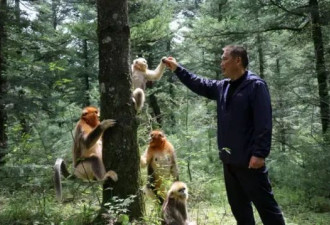 BBC：拯救中国珍稀金丝猴的战斗