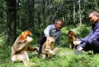 BBC：拯救中国珍稀金丝猴的战斗
