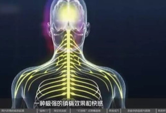失控的芬太尼：药物滥用背后的权力、金钱与死亡