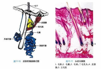 白头发拔一根长三根 到底能不能拔？