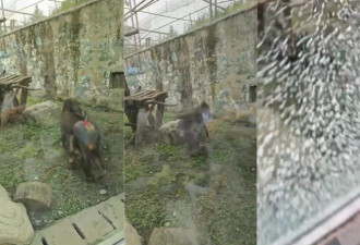 成都动物园山魈“暴走”用石头砸碎馆舍玻璃