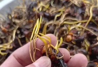 吃过云南的土蜂虫草 还以为中了蛊毒