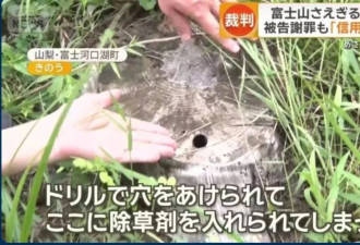 中资老板毒死富士山树木案宣判：获刑1年