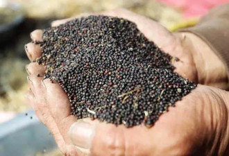 政治牺牲品：中国关税冲击下，加拿大油菜籽农民两周损失1.4亿