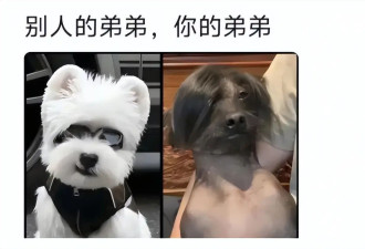 全网都在拆散董璇的家，但是董璇不是傻子，并且张维伊也很优秀！