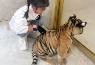 景区幼虎咬伤女童右小腿，曾宣传可与动物亲密互动