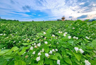 谁吃掉了茉莉花的利润？横县花农的脆弱和苦楚