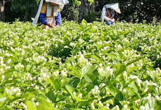 谁吃掉了茉莉花的利润？横县花农的脆弱和苦楚