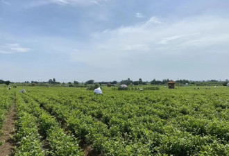 谁吃掉了茉莉花的利润？横县花农的脆弱和苦楚