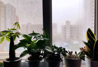 从北漂到移居加拿大：八年工作生活对比