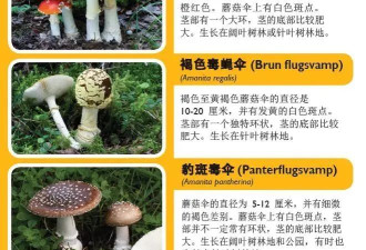 多名在瑞典旅行的中国游客误食毒蘑菇致食物中毒