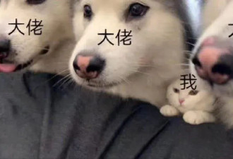 留学专业“太奇葩”，入境时被海关老大哥嘲讽了