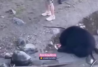 惊魂！熊出没后，大温居民花式作死