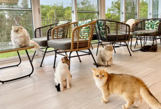 猫咪也会失智 与人类阿兹海默症惊人相似