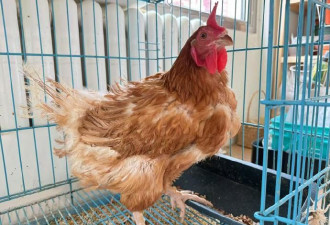 不吉利征兆？中国阅兵时 母鸡不下蛋竟“打鸣”