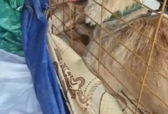 他700公里托运“黄金下司犬”，死在顺风车后备箱
