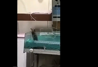 印度大公立医院现鼠患 2初生婴遭咬伤后死亡
