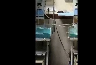 印度大公立医院现鼠患 2初生婴遭咬伤后死亡