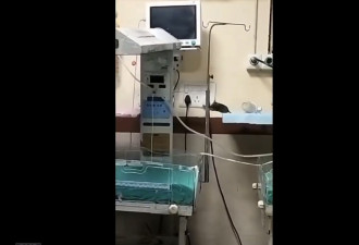 印度大公立医院现鼠患 2初生婴遭咬伤后死亡