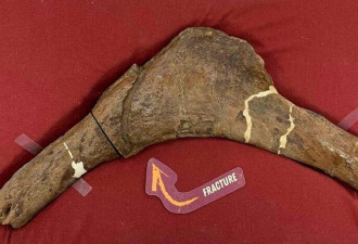 惊奇！科学家揭6600万年前暴龙“断骨重生”之谜