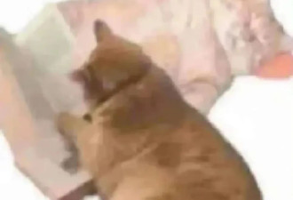 为什么在沙发上睡着很容易，在床上睡着很难