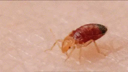 身上出现不明红包 当心是床虱