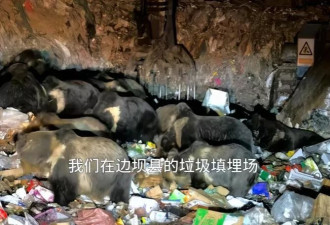 濒危物种翻垃圾？西藏垃圾站现30多只藏马熊觅食