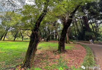 赴日旅行日记（十二）新宿御苑