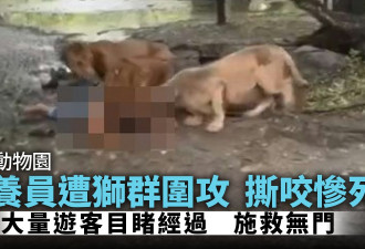 泰国动物园饲养员下车惨遭狮群“开餐” 游客目睹