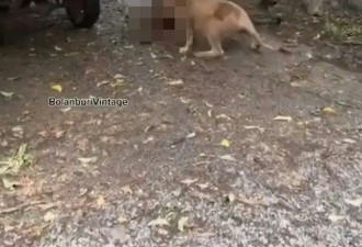 泰国动物园饲养员下车惨遭狮群“开餐” 游客目睹