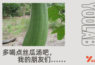 汉堡芯都是丝瓜做的!今年最窒息的梗被玩坏了