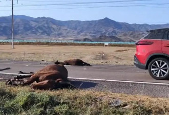 游客自驾撞到马群致6匹马死亡 自费修车赔马压力大