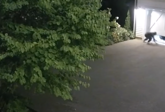 大多伦多警匪追逐大戏: 少年持刀劫走奔驰大G, 在Hwy401狂飙!