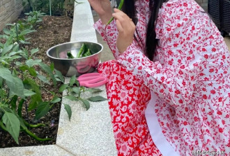 54岁杨钰莹不见老！穿碎花裙在豪宅摘菜好美，阿姨年纪却像00后！