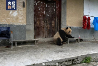 陕西大熊猫下山串门 在村民家一屁股坐下不走了