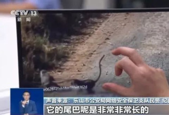 峨眉山爆发“人猴大战” 猴王逼女游客坠崖后被击毙？