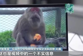 峨眉山爆发“人猴大战” 猴王逼女游客坠崖后被击毙？