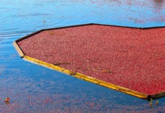 2025蔓越莓收获季游玩攻略 体验特有的极致浪漫