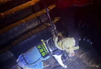 盲人带导盲犬爬泰山 大连市残联:暂停盲人使用权