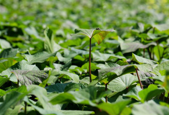 它是“长寿蔬菜” 医大赞：能抗癌 增强免疫力