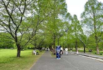赴日旅行日记（十八）蓝色粉蝶